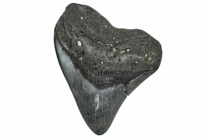 Fossil Megalodon Tooth - Georgia #338699